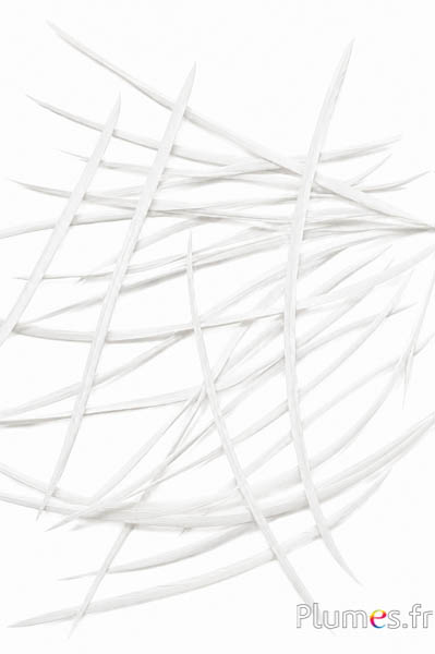 Gans - 10-17 cm - wit
